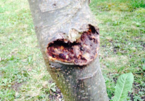 Apple Tree Canker Wound